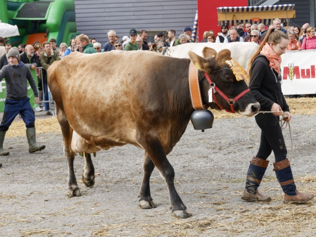 Prämienmarkt 2024